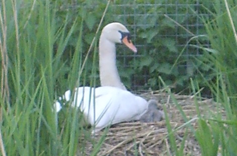 swan with cygnet